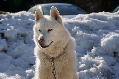 Husky pour la cani rando à Gap Bayard au Féminin